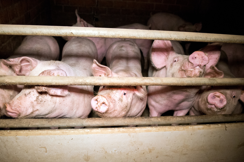 Cerdos en granjas industriales en Alemania