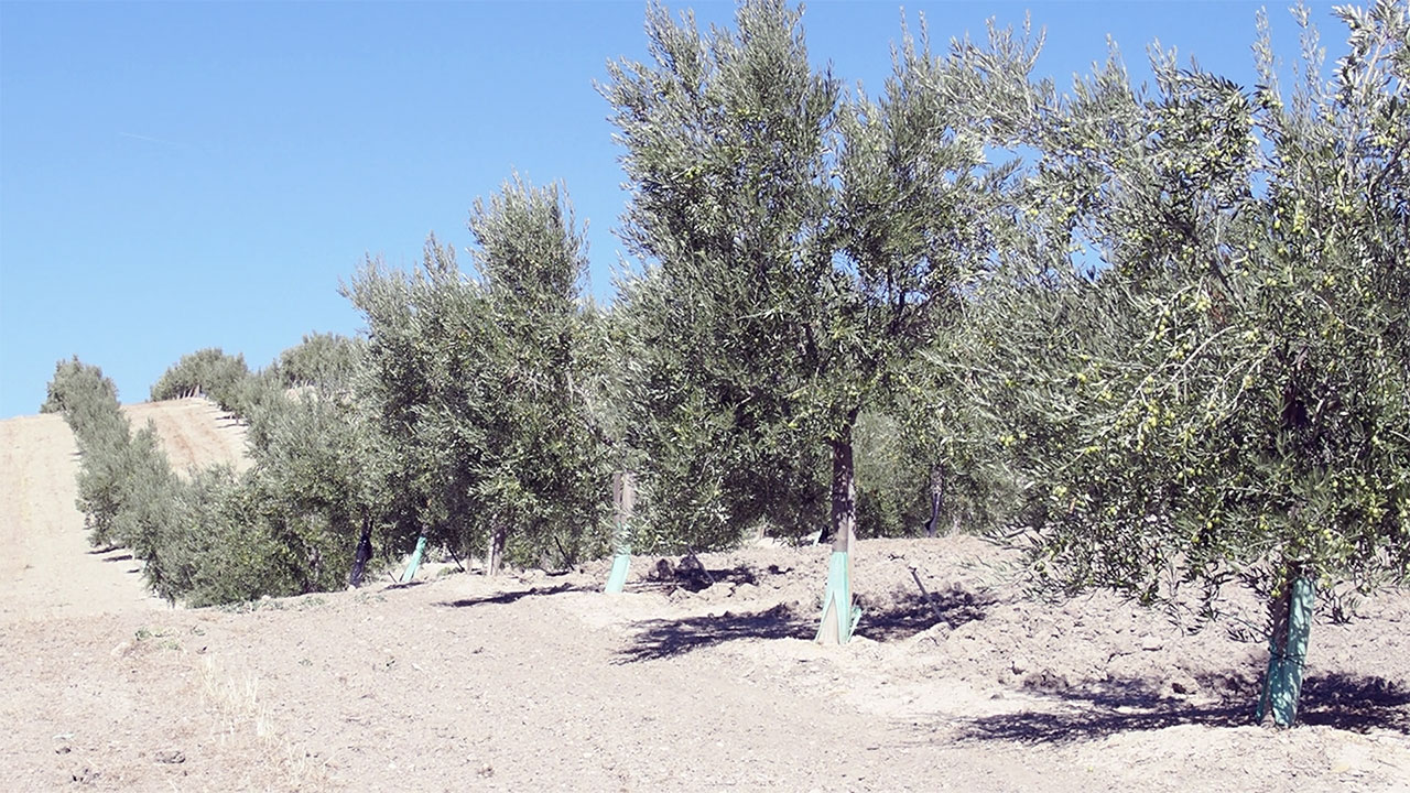 El cultivo intensivo de olivar ha empezado a extenderse en La Loma