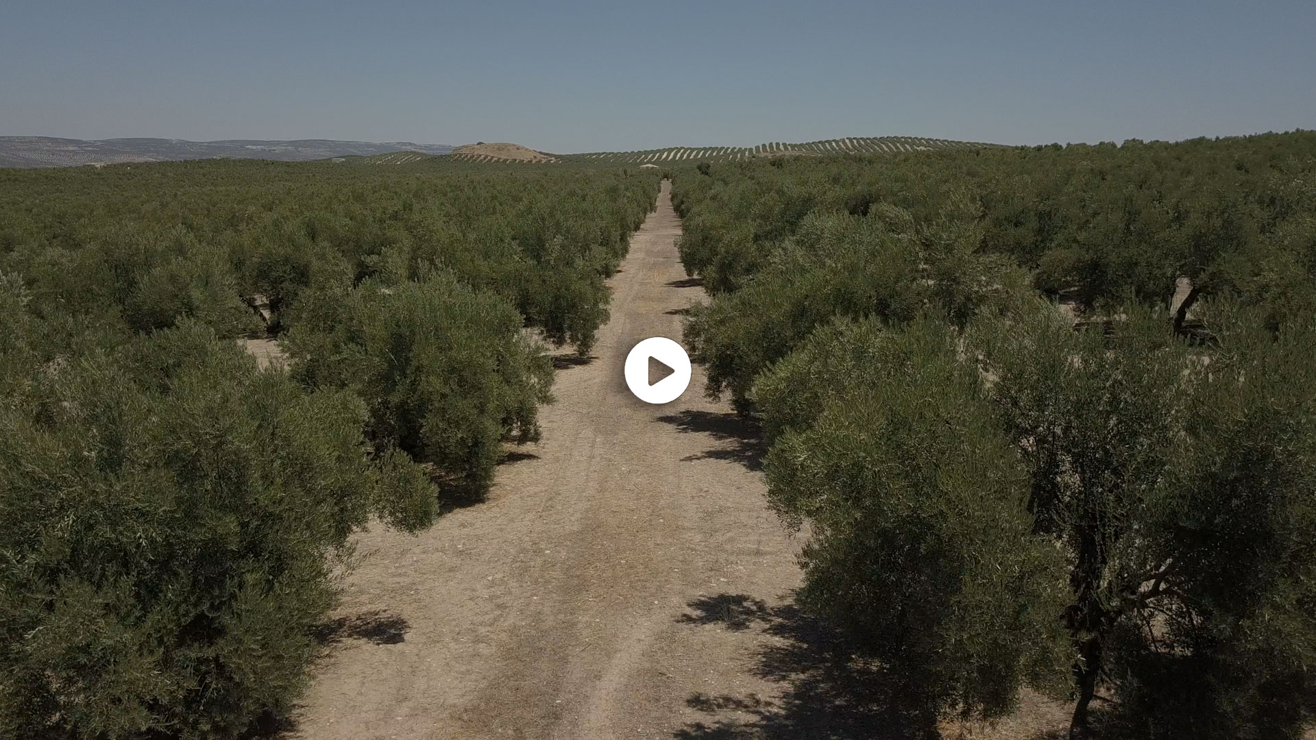 Olivar: el árbol que olvidó que era de secano - elDiario.es